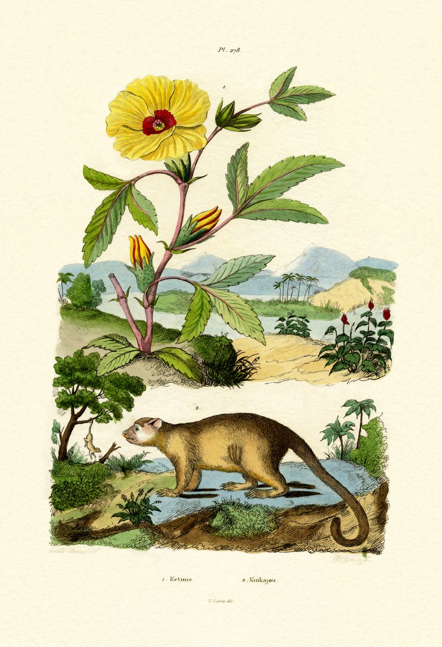 Rose av Sharon, 1833-39 av French School