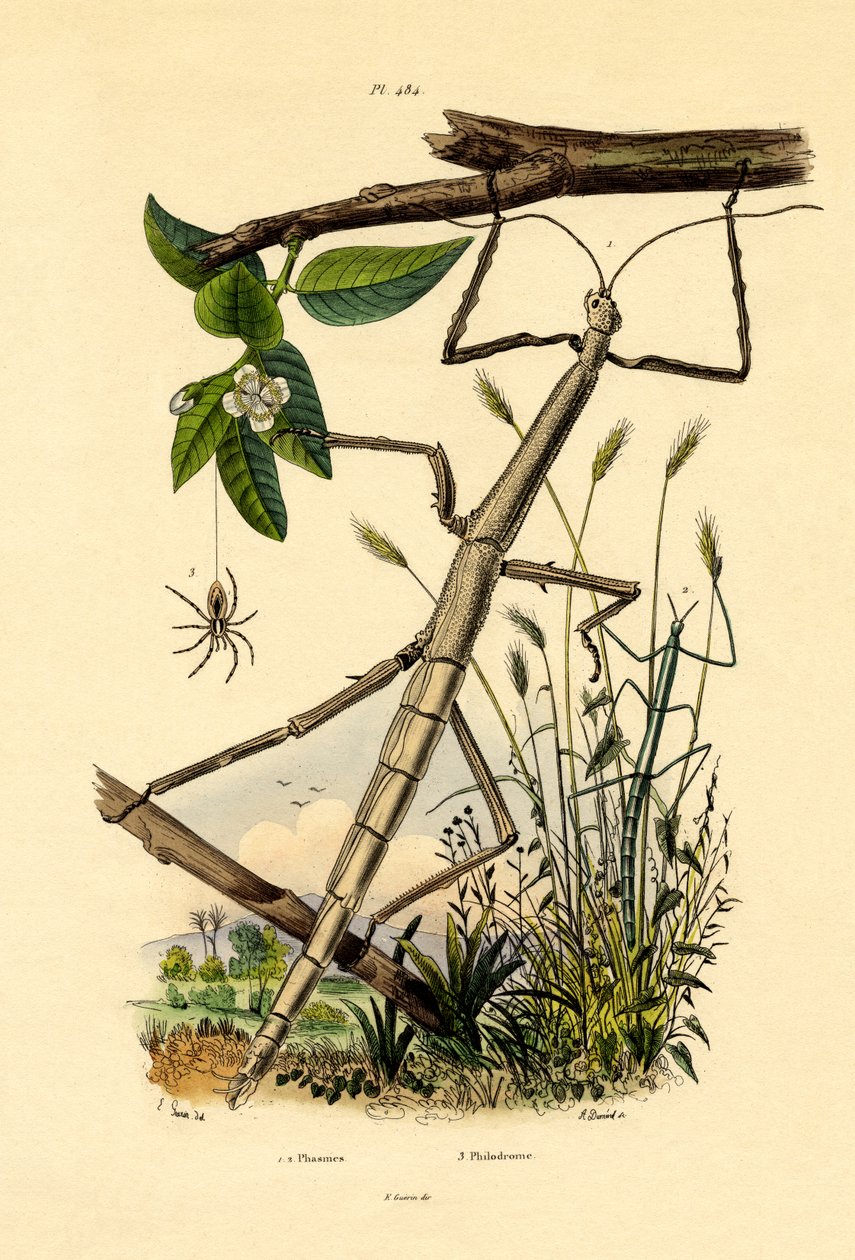 Running Crab Spider, 1833-39 av French School