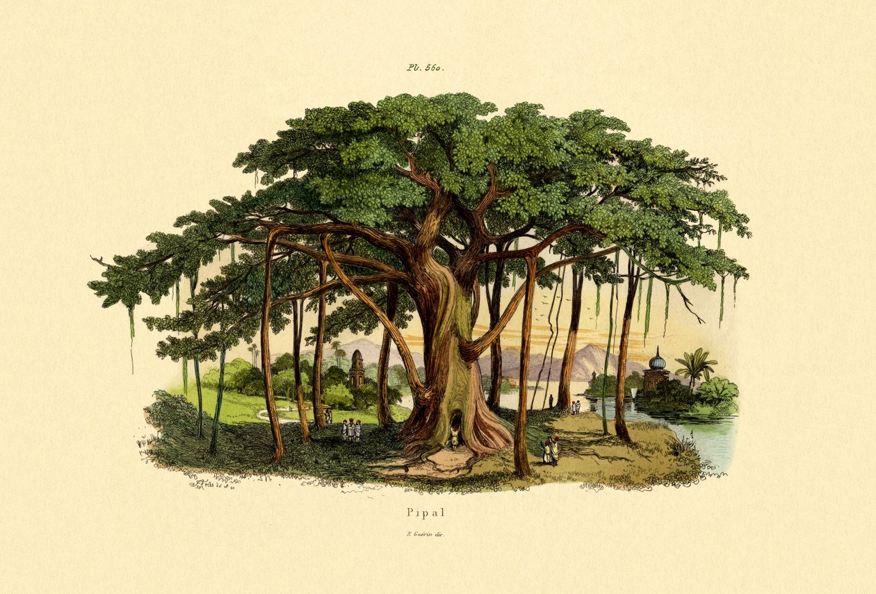 Hellig fig, 1833-39 av French School