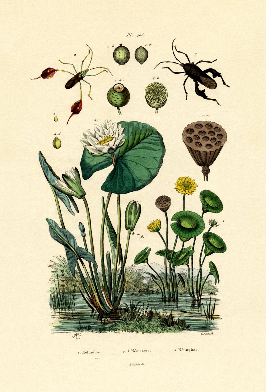 Hellig Lotus, 1833-39 av French School
