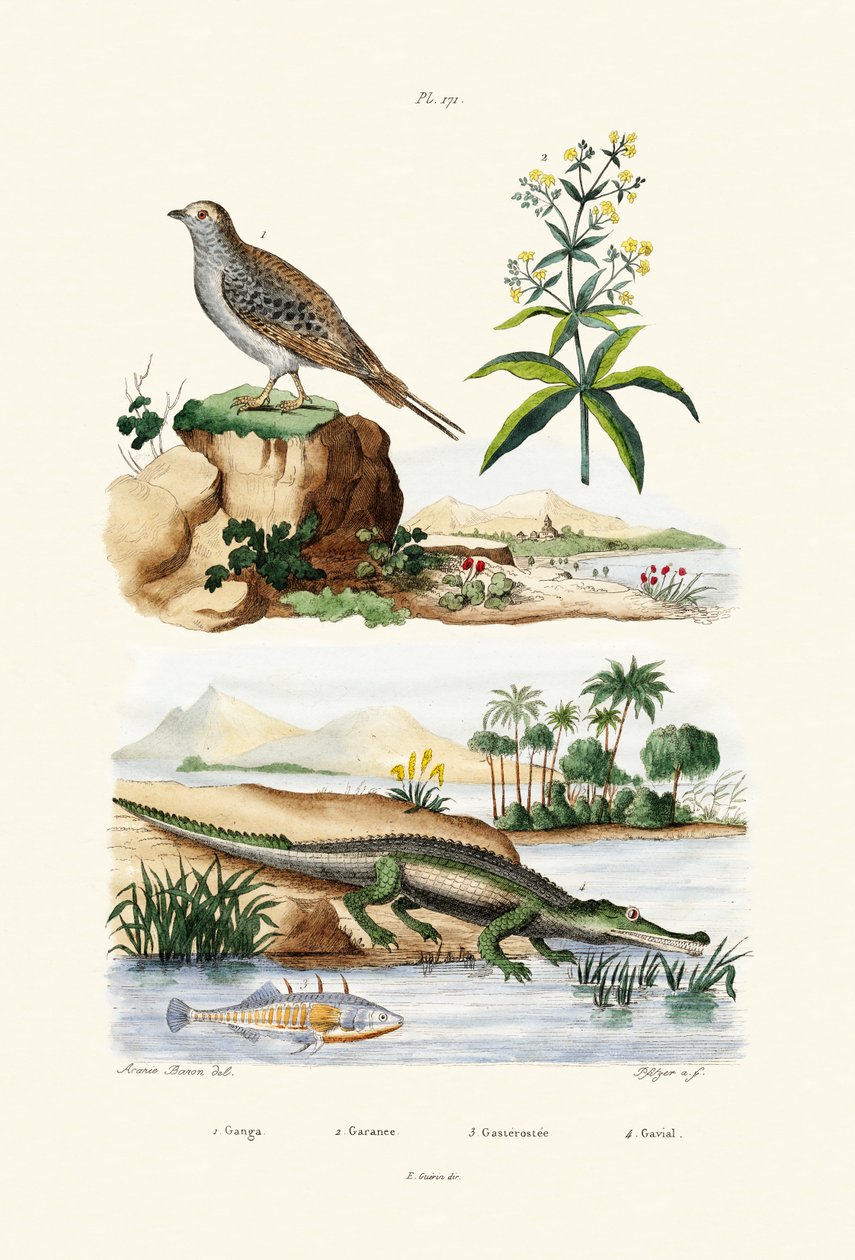 Sandgrouse, 1833-39 av French School