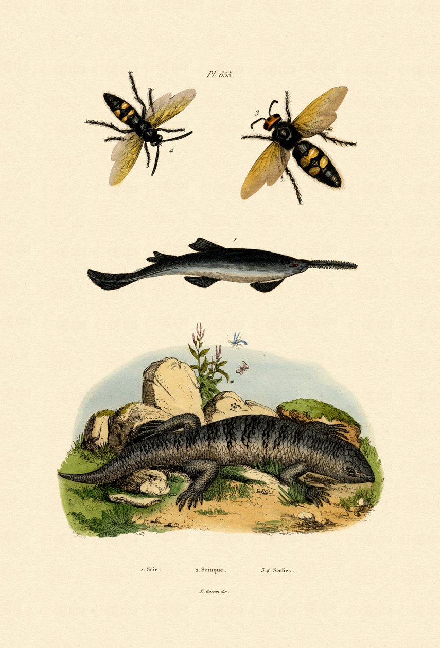 Sagfisk, 1833-39 av French School
