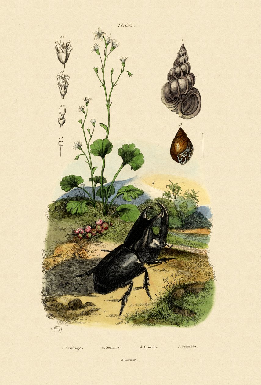 Saxifrage, 1833-39 av French School