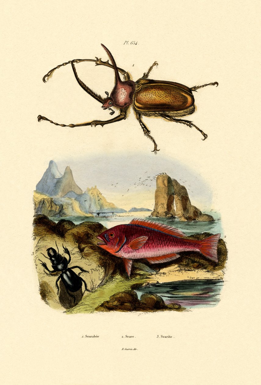 Scarab Beetle, 1833-39 av French School