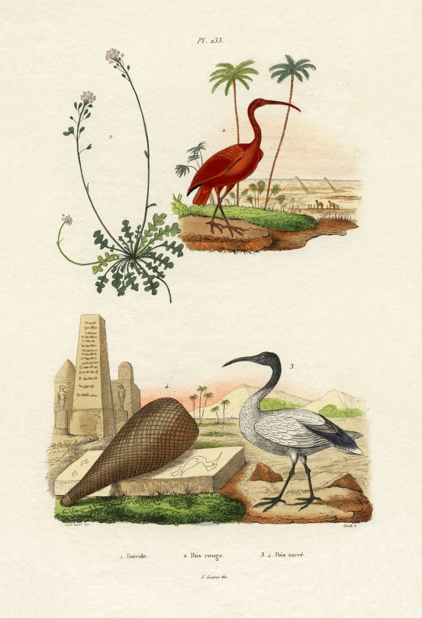 Scarlet Ibis, 1833-39 av French School