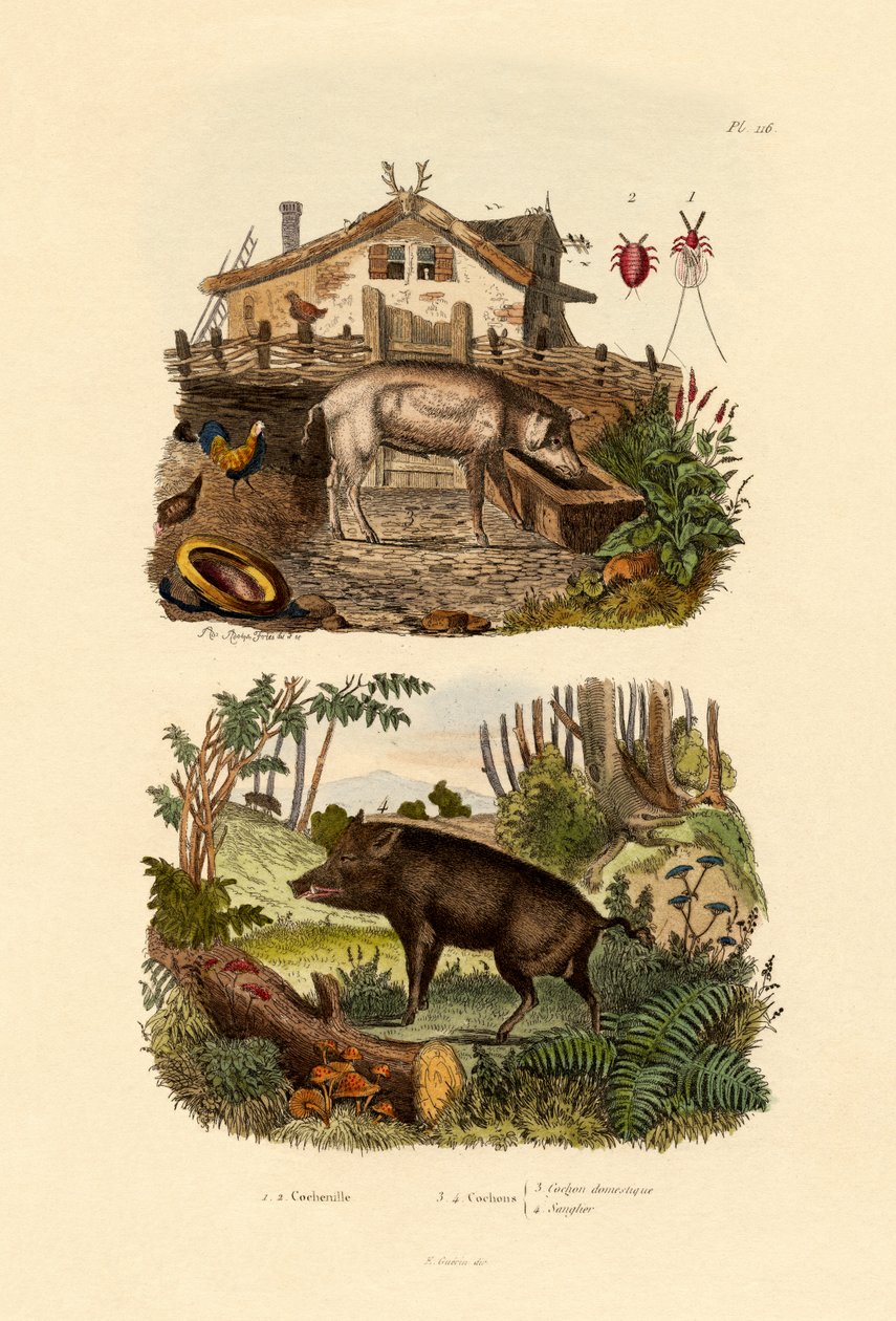 Skarlagensrødt insekt, 1833-39 av French School