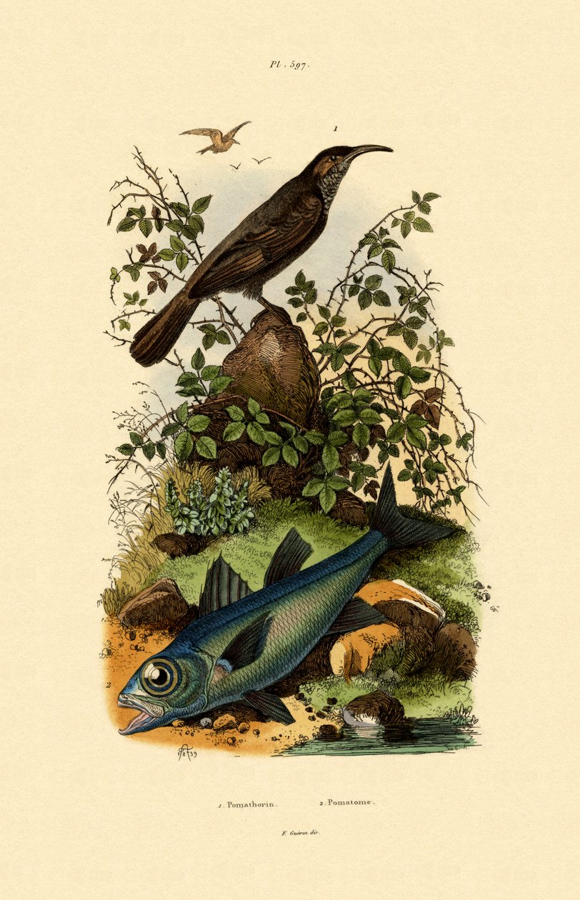Scimitar babler, 1833-39 av French School