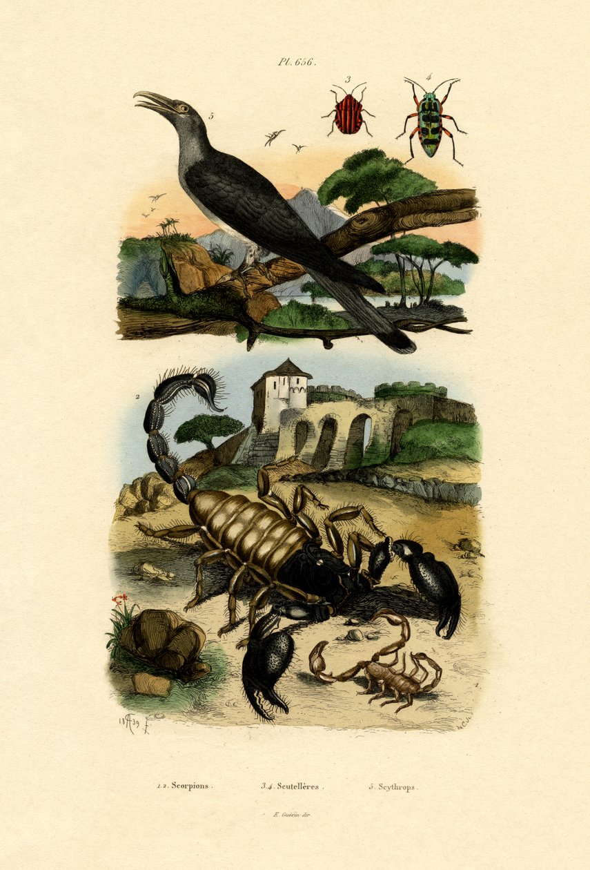 Scorpions, 1833-39 av French School