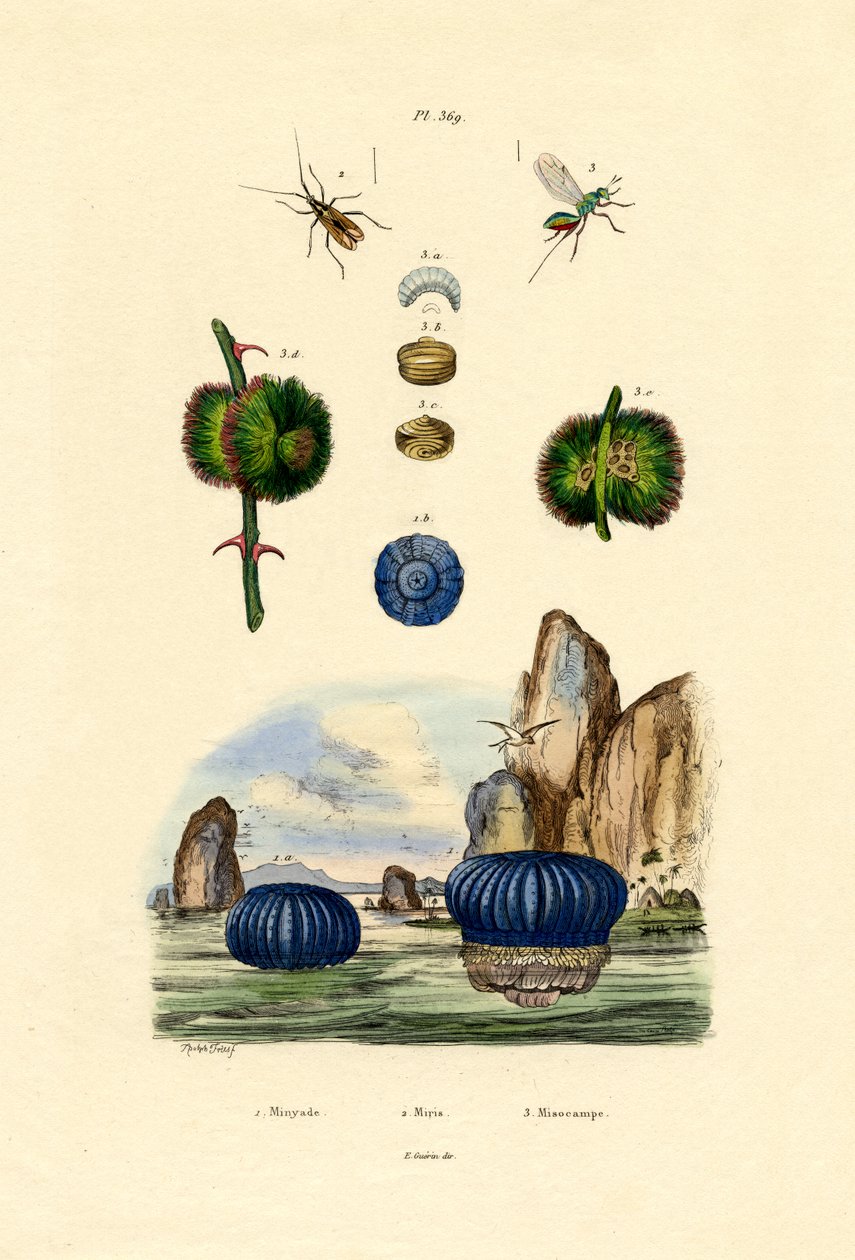 Sjøanemone, 1833-39 av French School