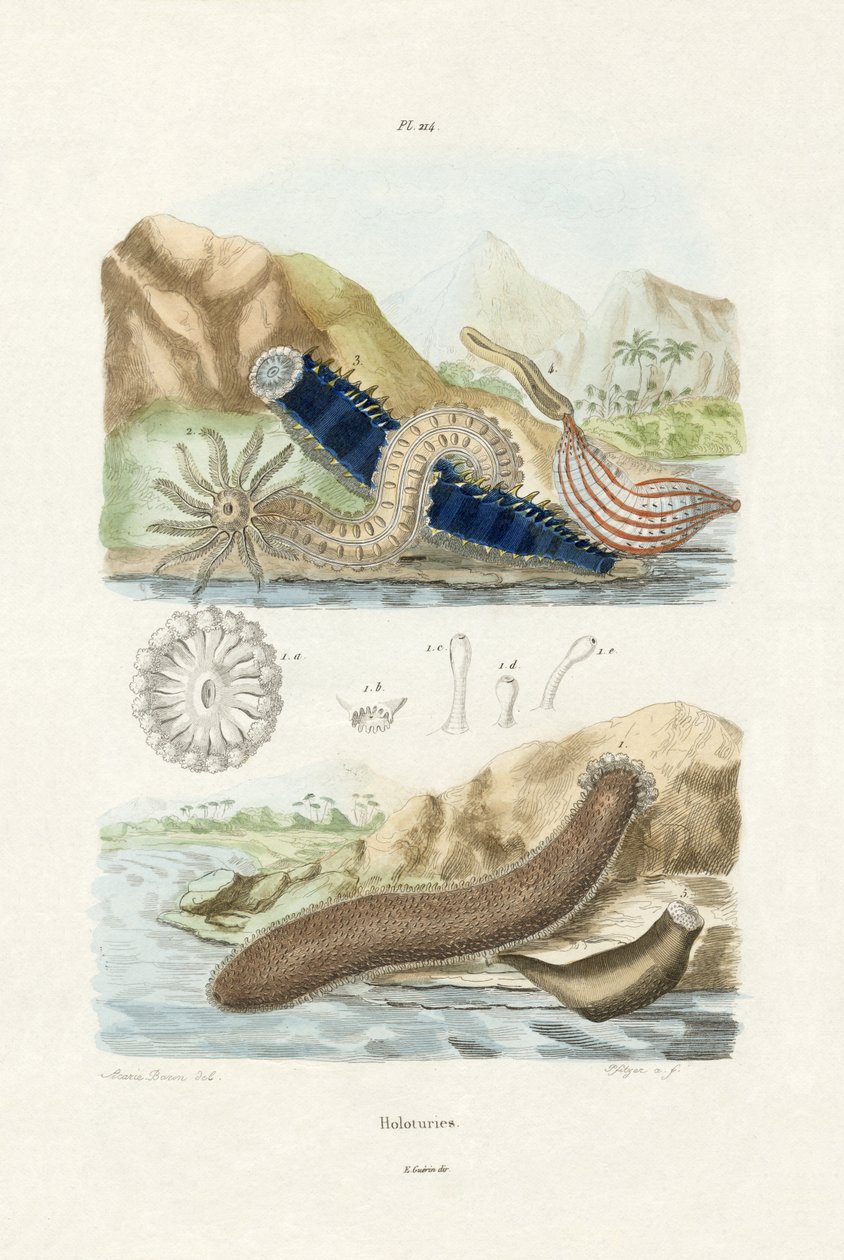 Sjøagurker, 1833-39 av French School