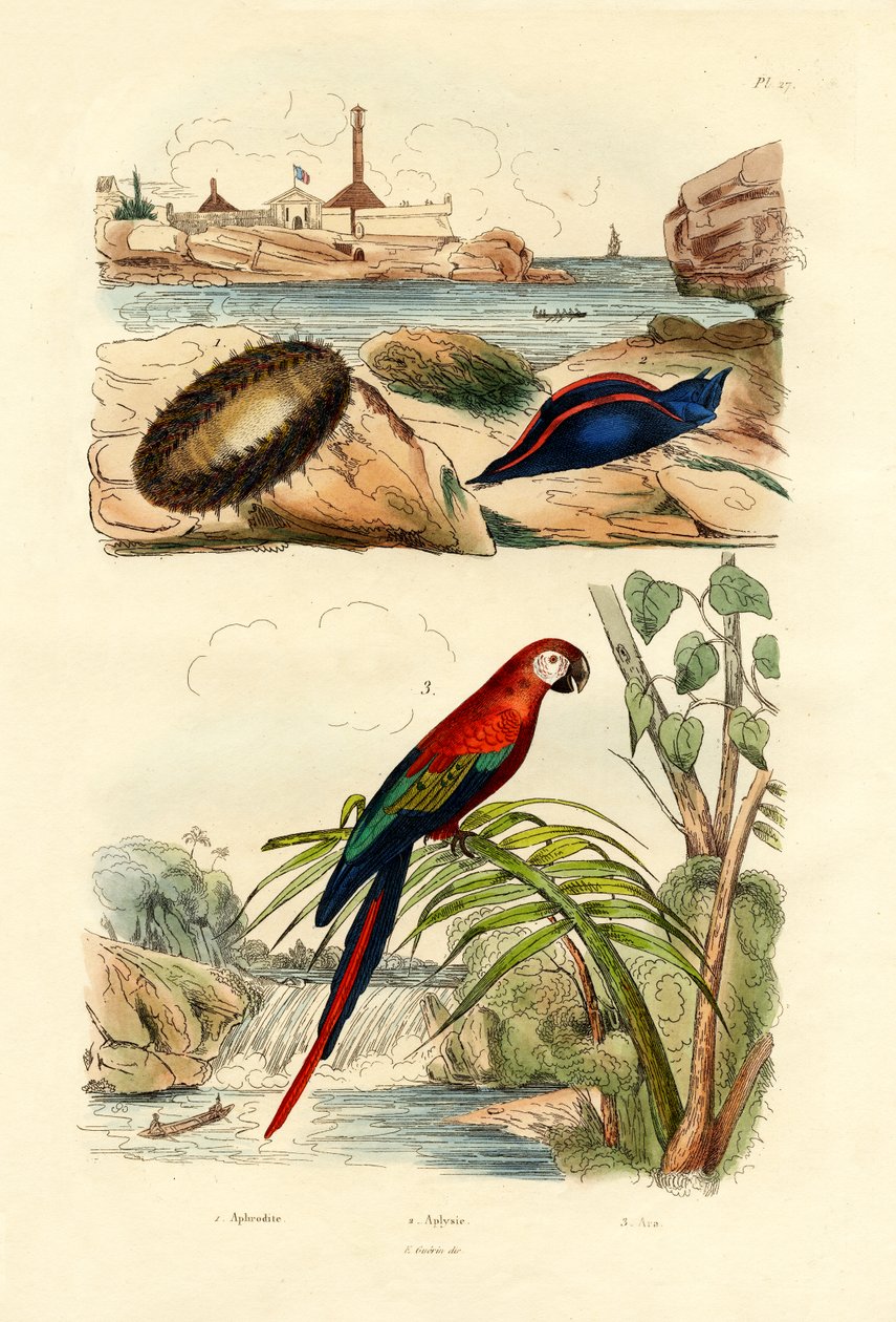 Havmus, 1833-39 av French School