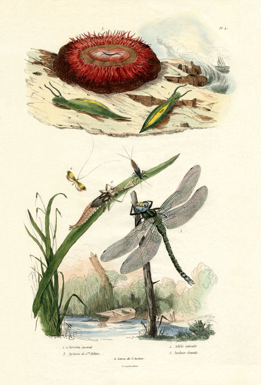 Sea Slug, 1833-39 av French School