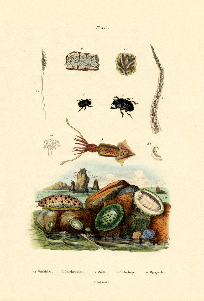 Sea Slug, 1833-39 av French School