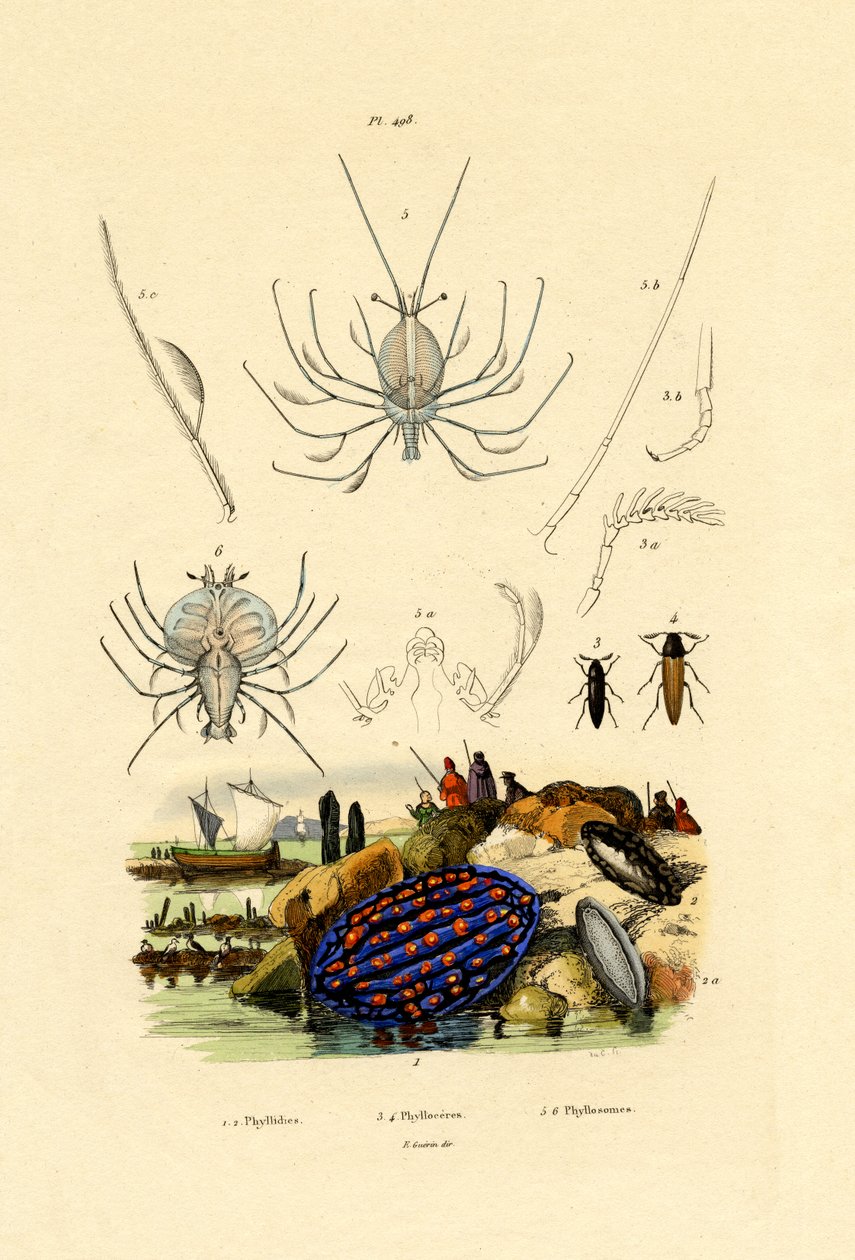 Sea Slug, 1833-39 av French School