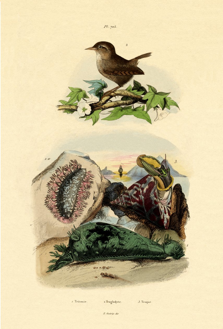 Sea Slug, 1833-39 av French School