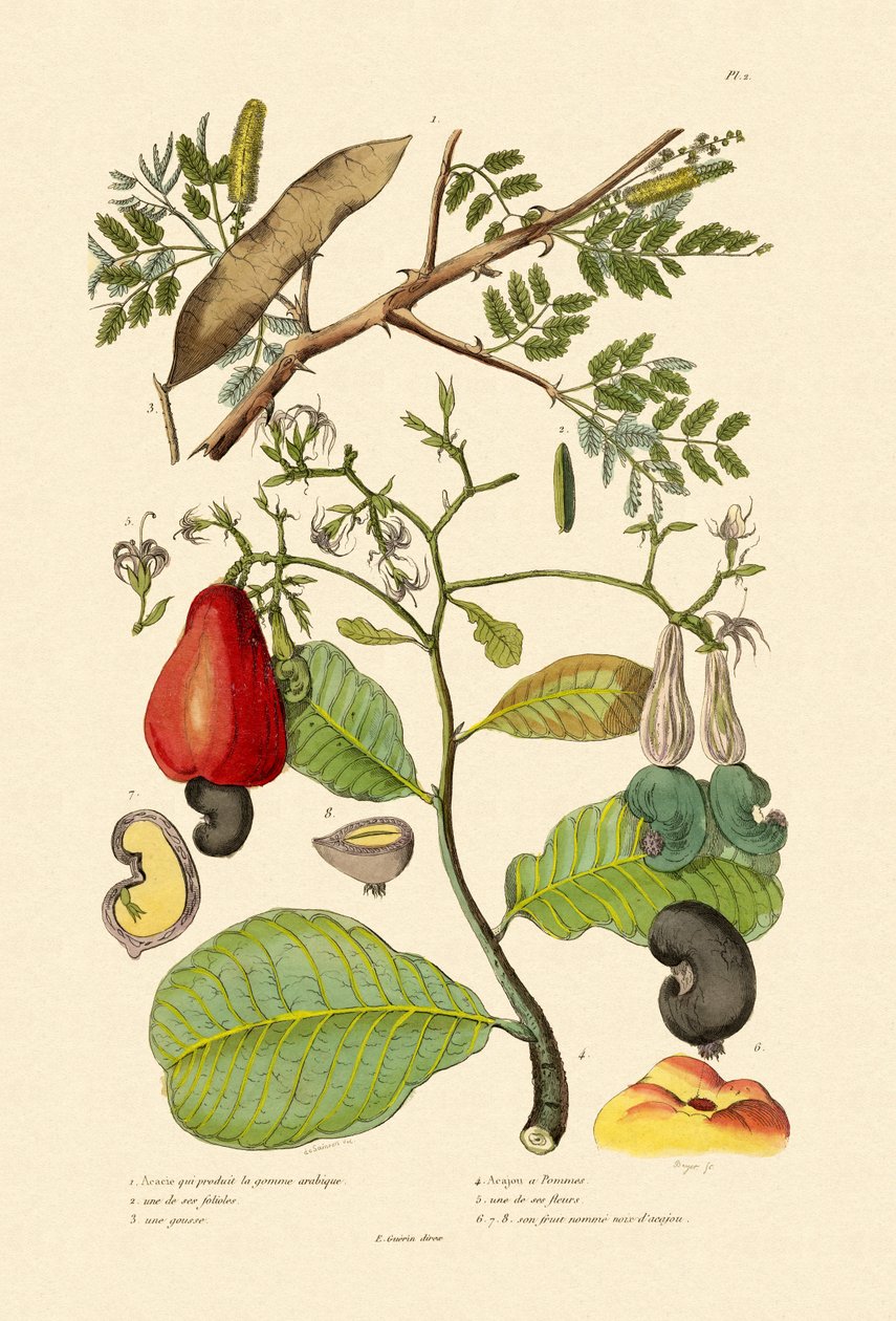 Senegal Gum Arabica, 1833-39 av French School