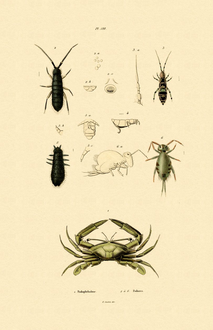 Sentinel Crab, 1833-39 av French School