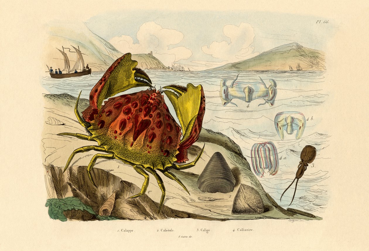 Skammet krabbe, 1833-39 av French School