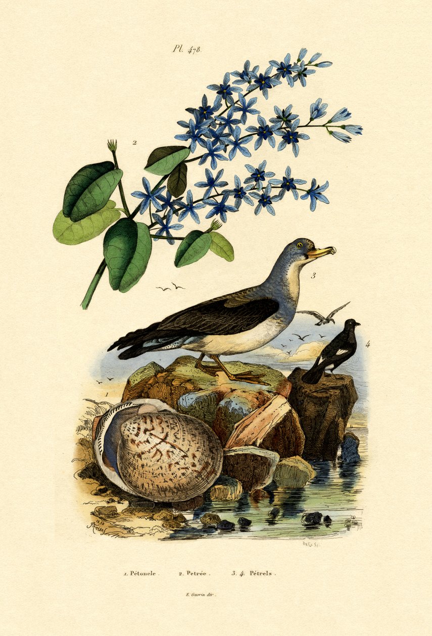 Shell, 1833-39 av French School