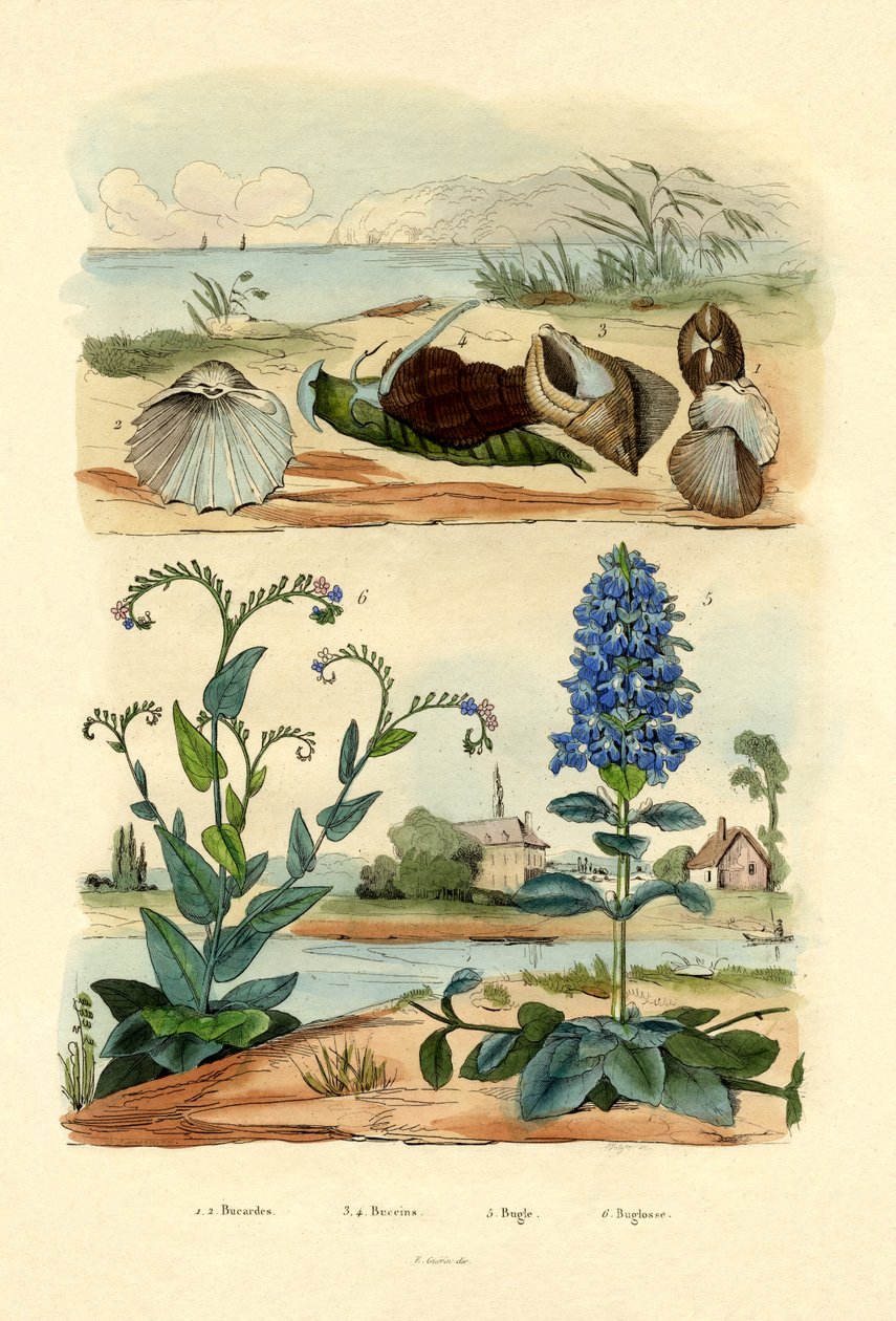 Skjell, 1833-39 av French School
