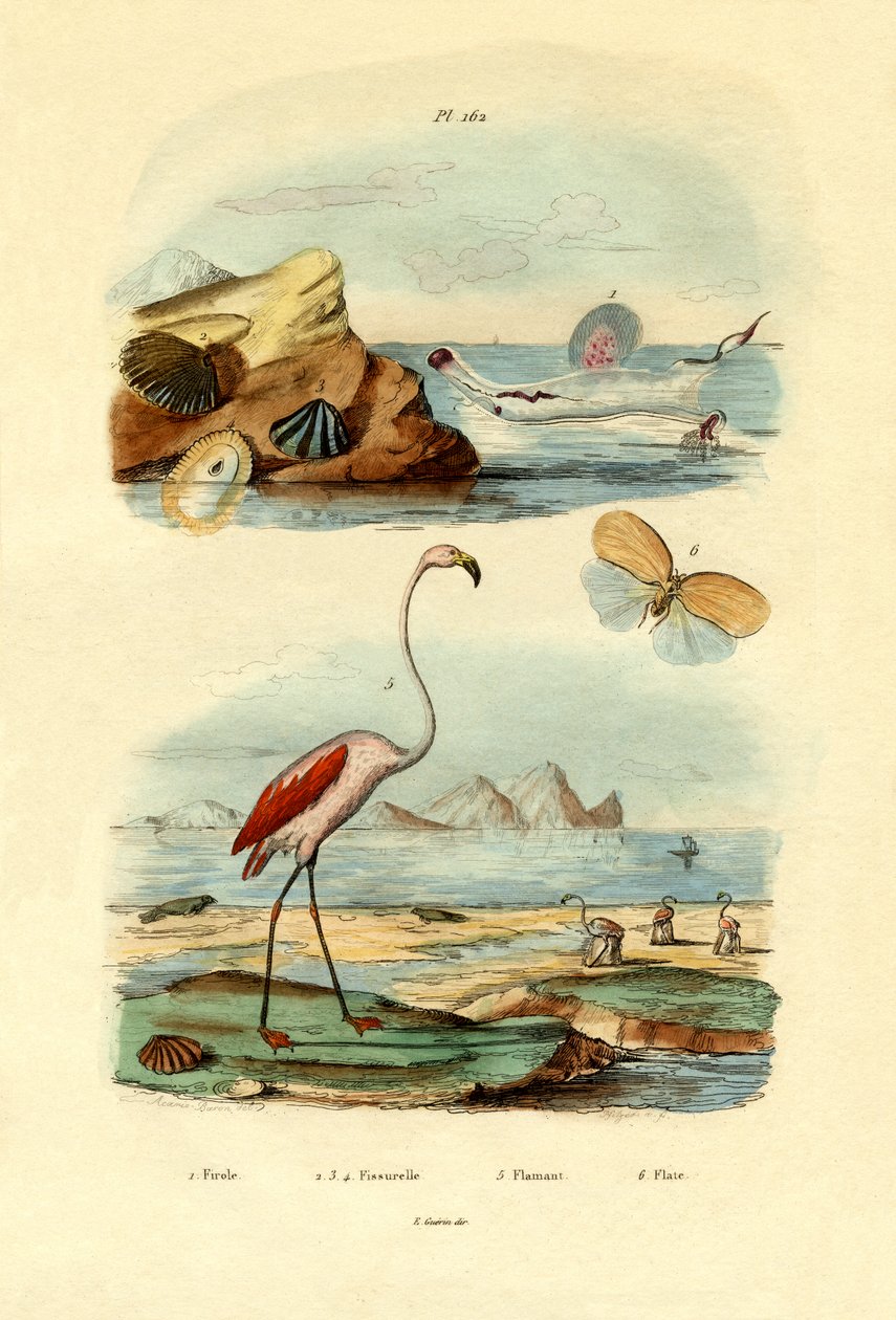 Skjell, 1833-39 av French School