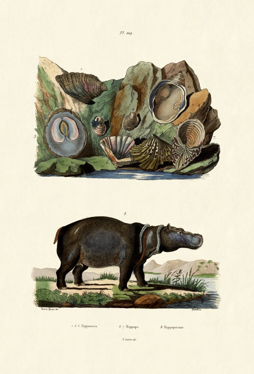 Skjell, 1833-39 av French School