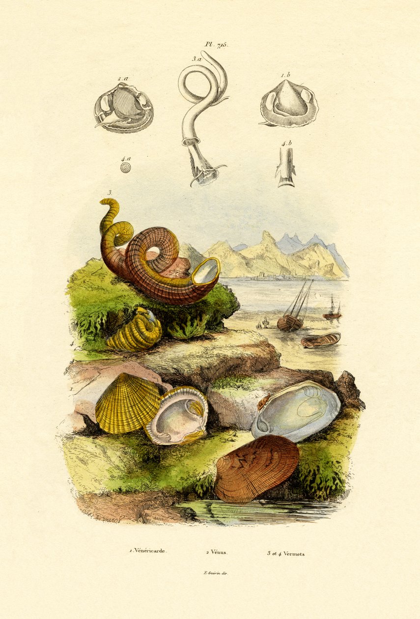 Skjell, 1833-39 av French School