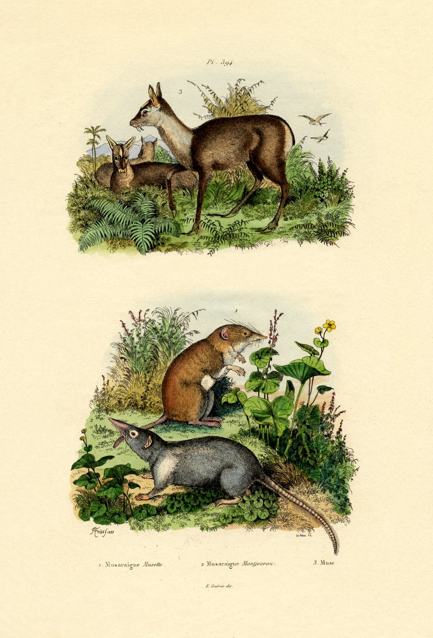 Shrews, 1833-39 av French School