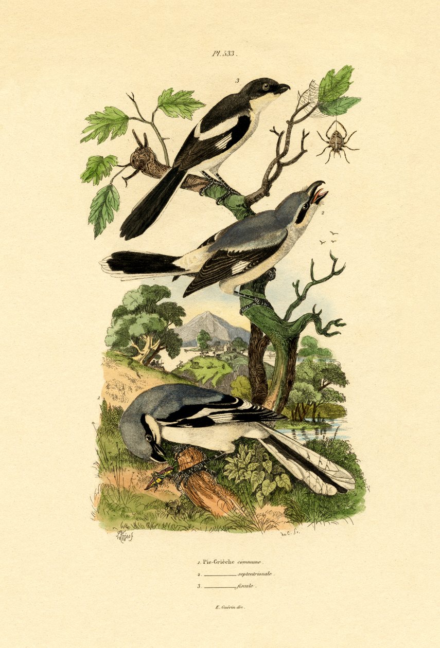 Shrikes, 1833-39 av French School