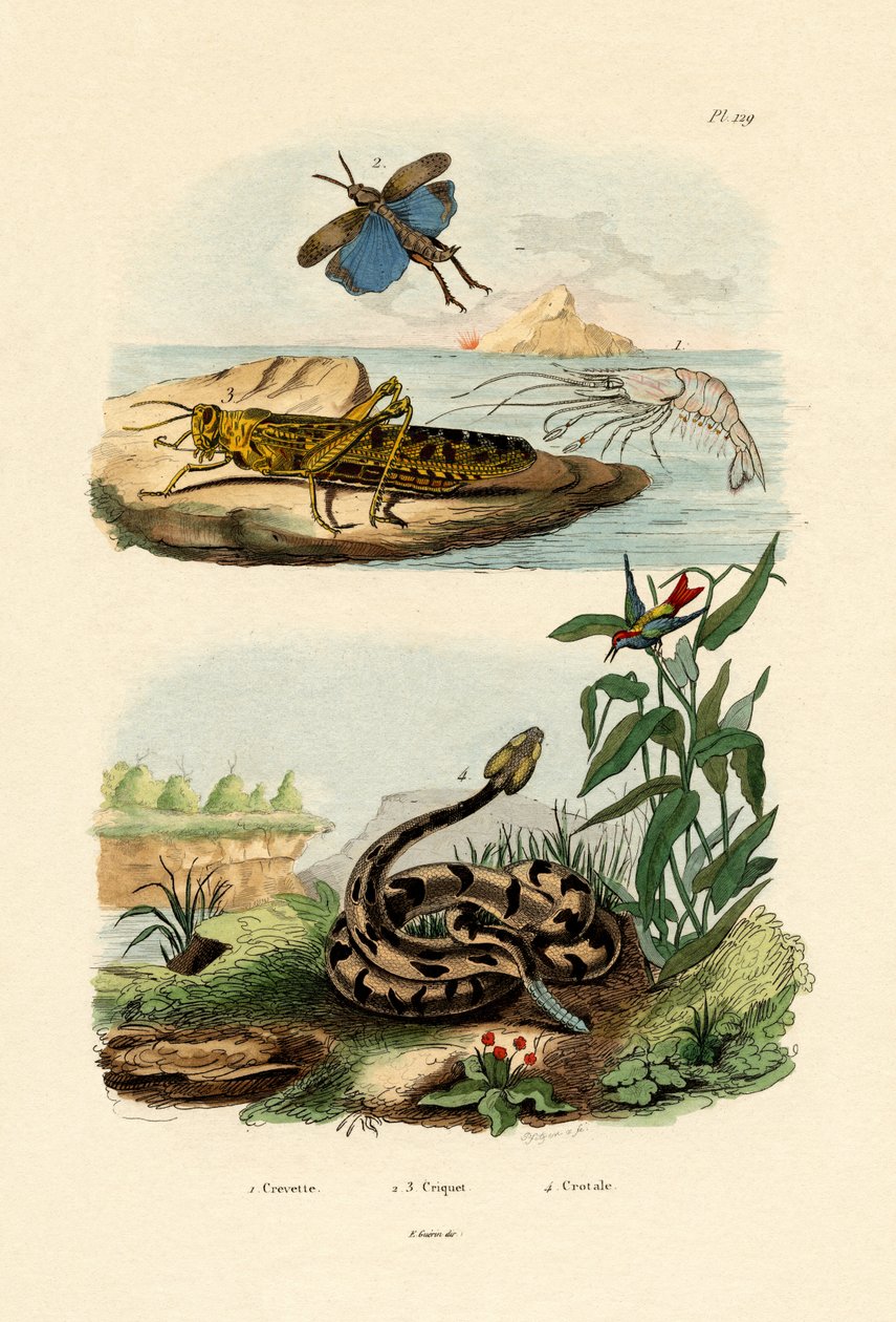Reker, 1833-39 av French School