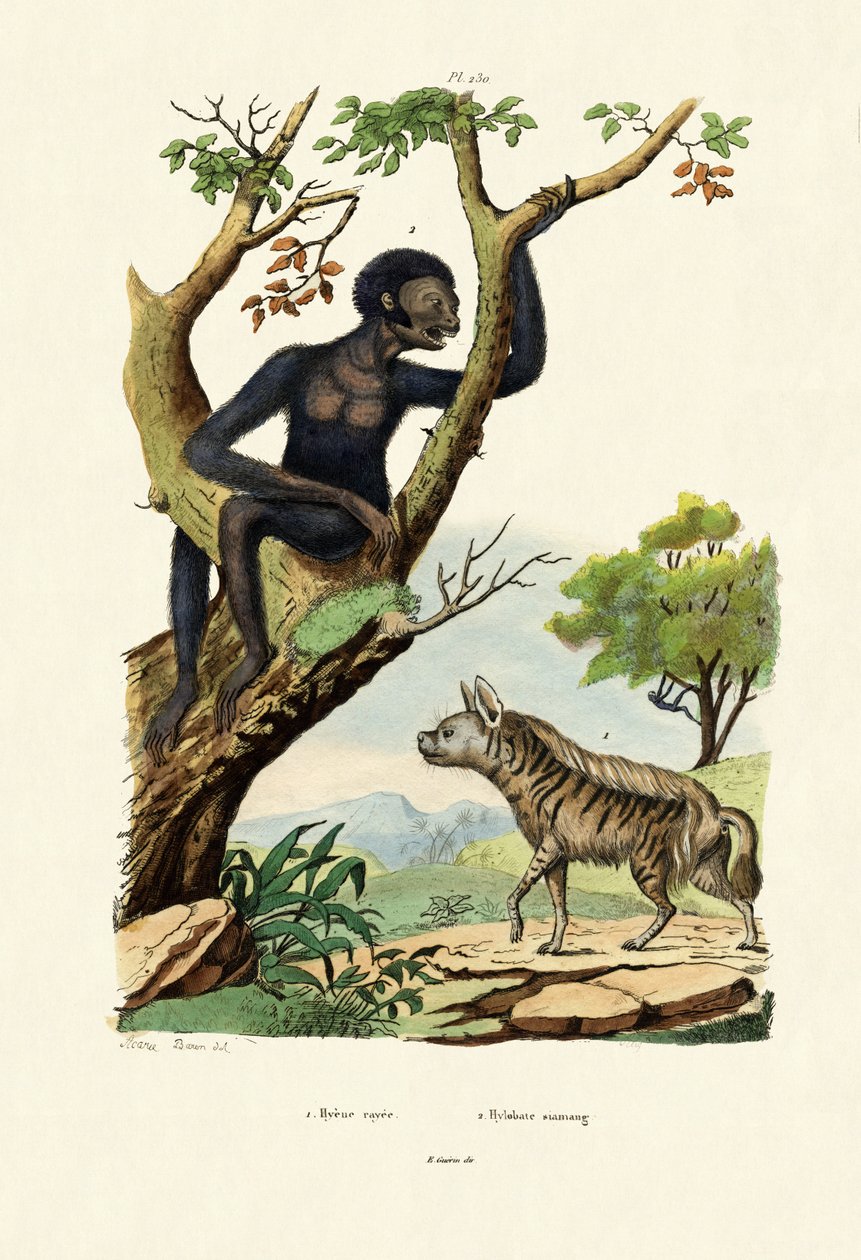 Siamang, 1833-39 av French School