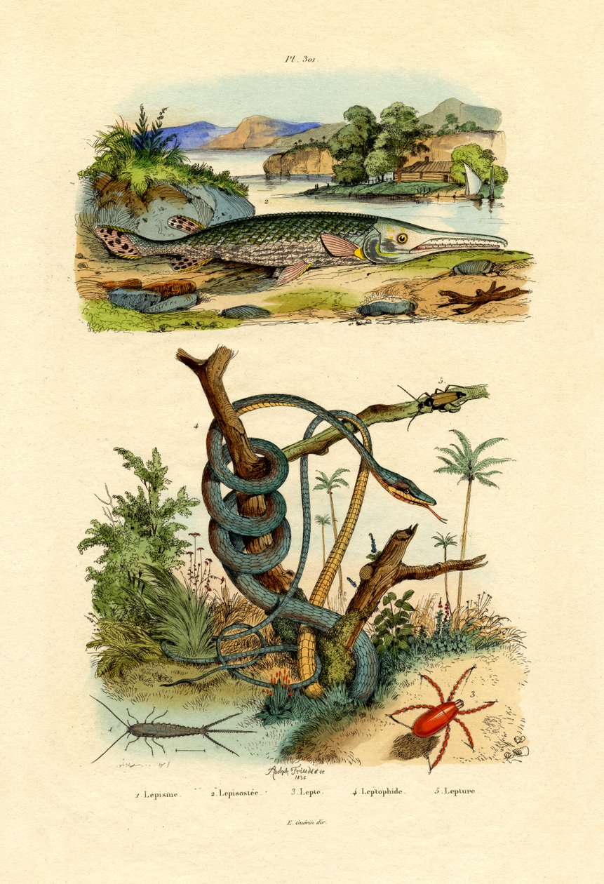 Sølvfisk, 1833-39 av French School