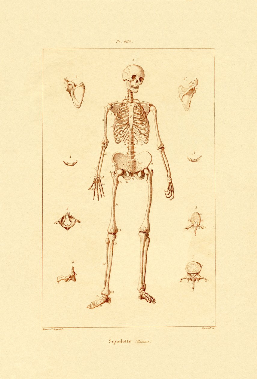 Skjelett, 1833-39 av French School