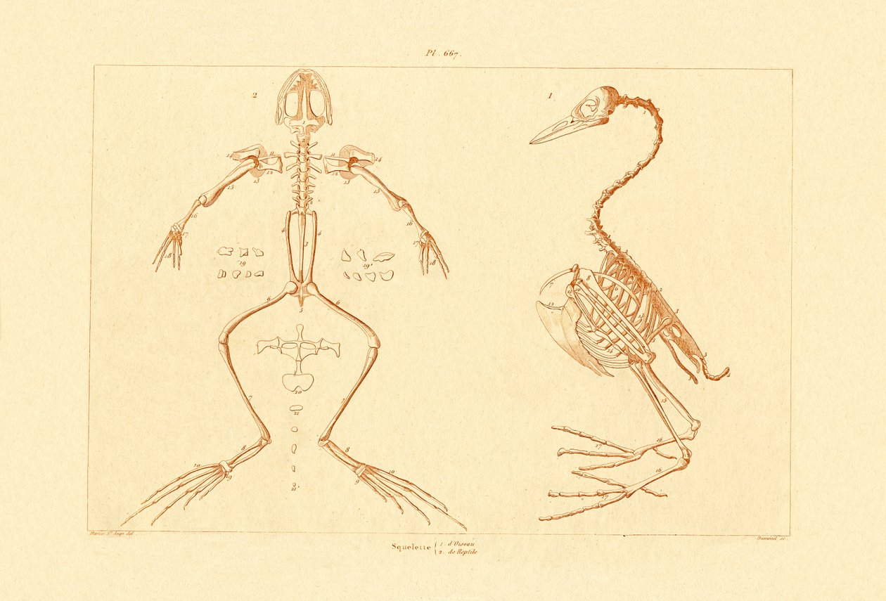 Skjelett, 1833-39 av French School