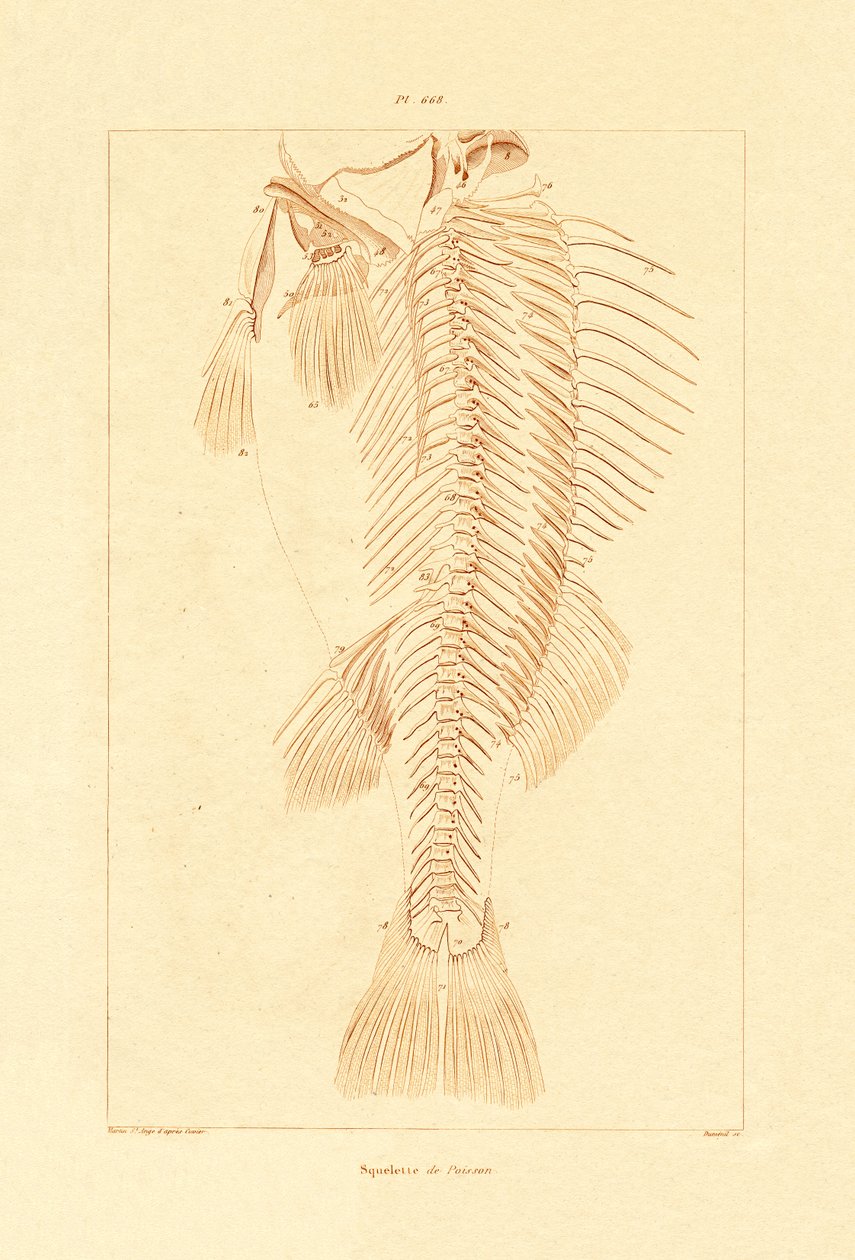 Skjelett, 1833-39 av French School