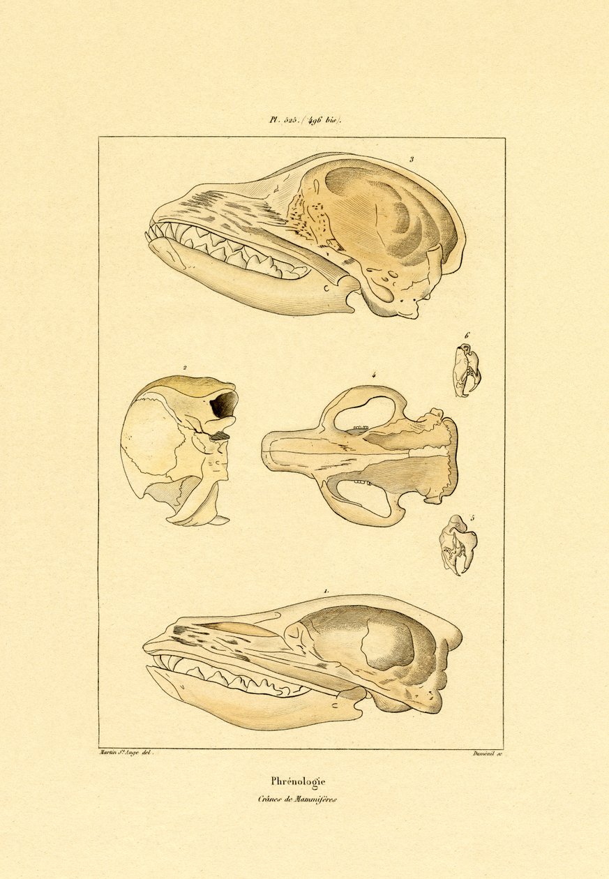 Skaller, 1833-39 av French School