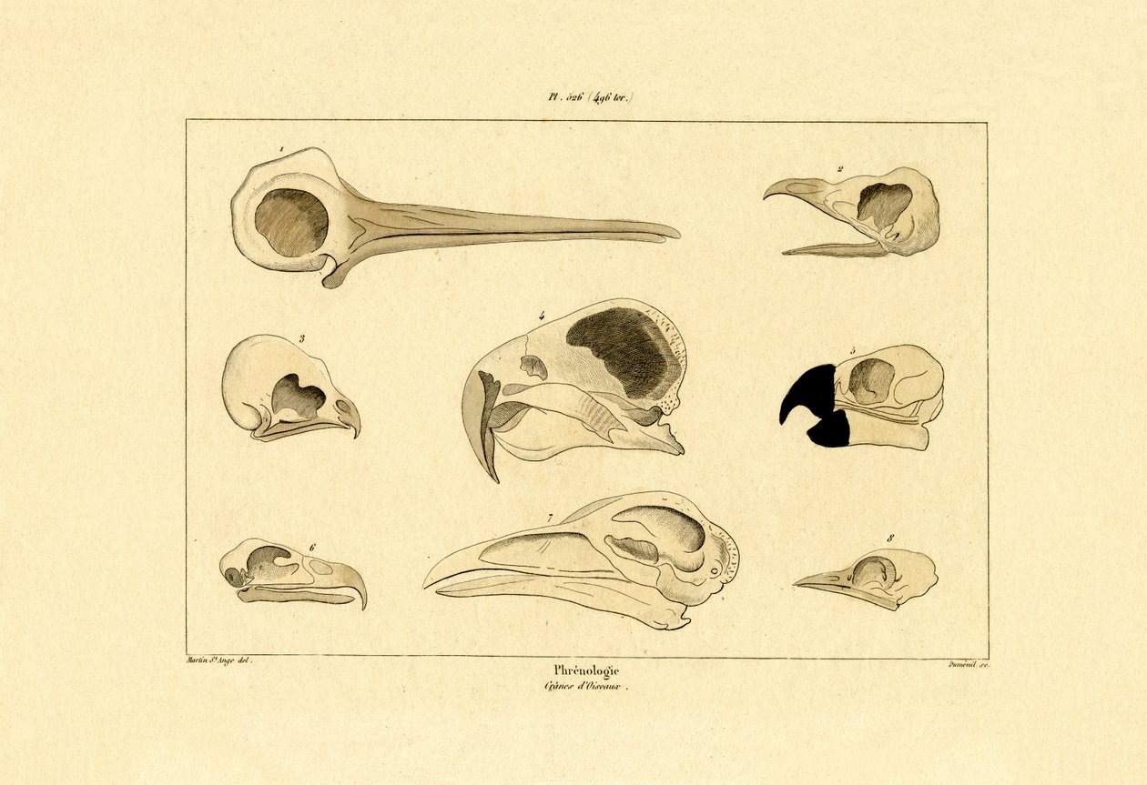 Skaller, 1833-39 av French School