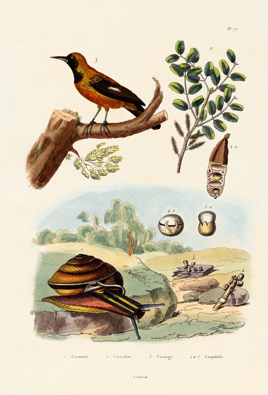 Snegl, 1833-39 av French School