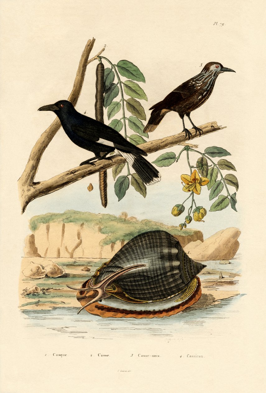 Snegl, 1833-39 av French School