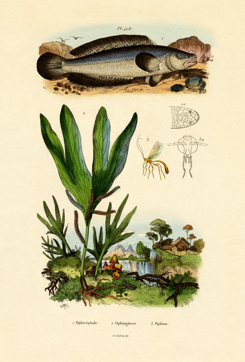 Slangehode, 1833-39 av French School
