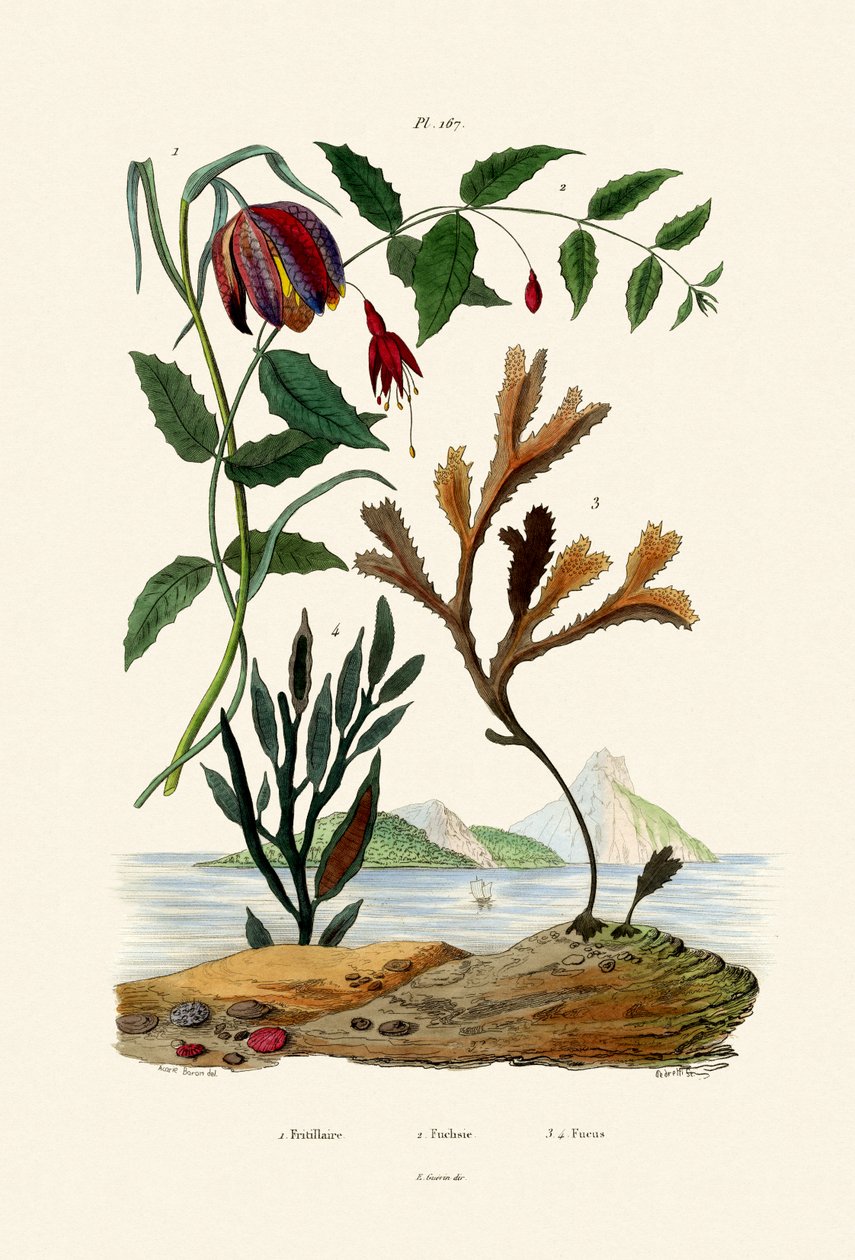 Snakes Head Fritillary, 1833-39 av French School