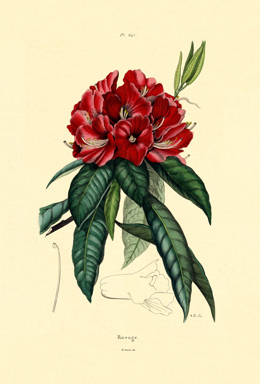 Snørose, 1833-39 av French School