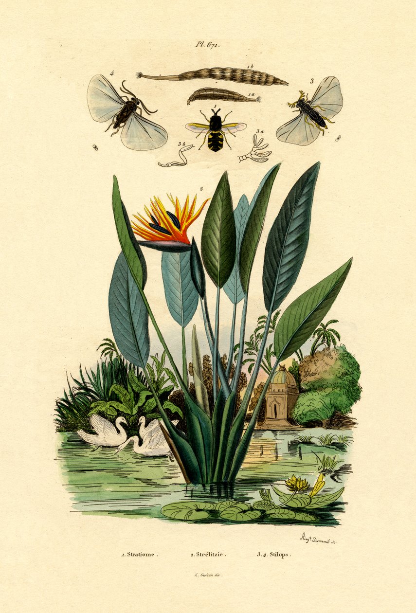 Soldatfluer, 1833-39 av French School