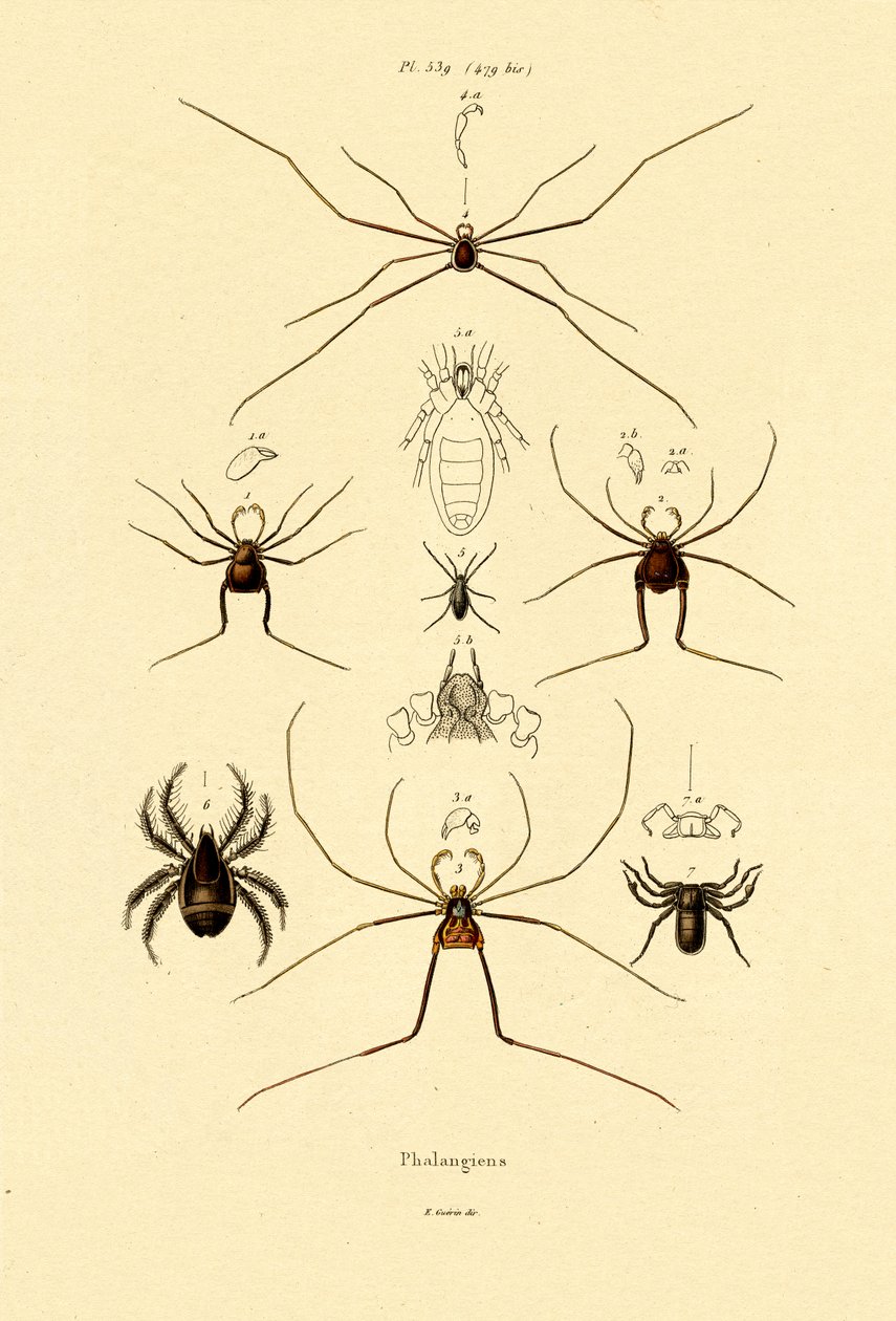 Edderkopper, 1833-39 av French School