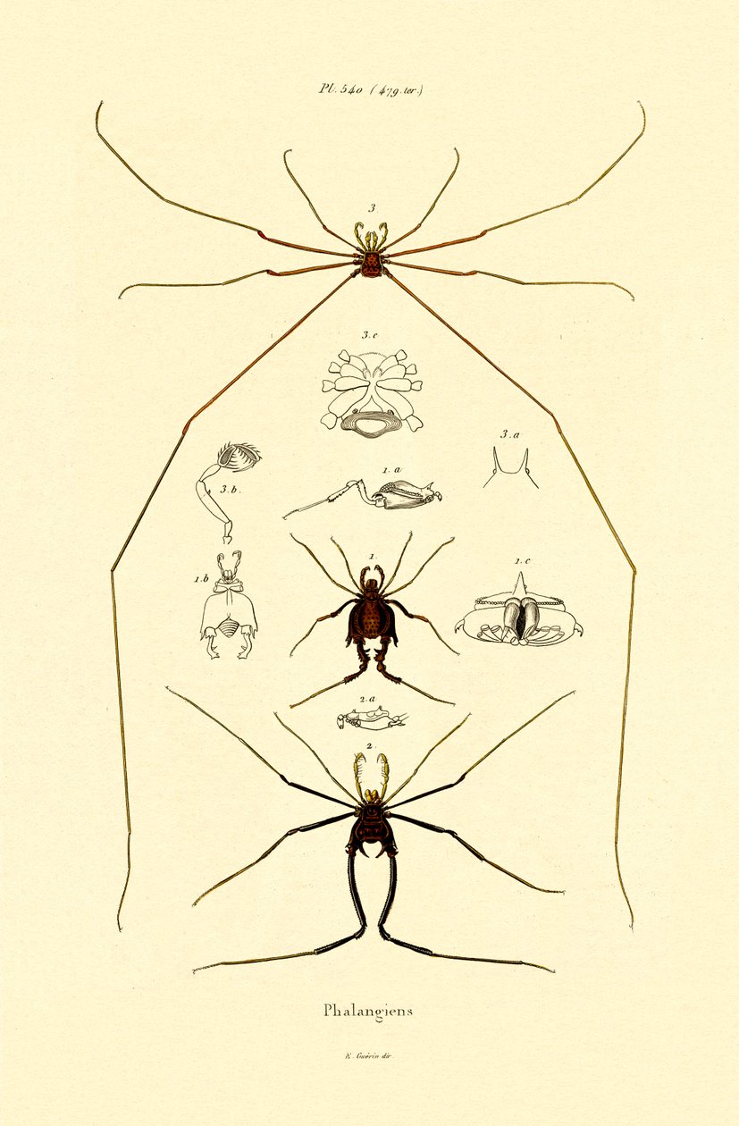 Edderkopper, 1833-39 av French School
