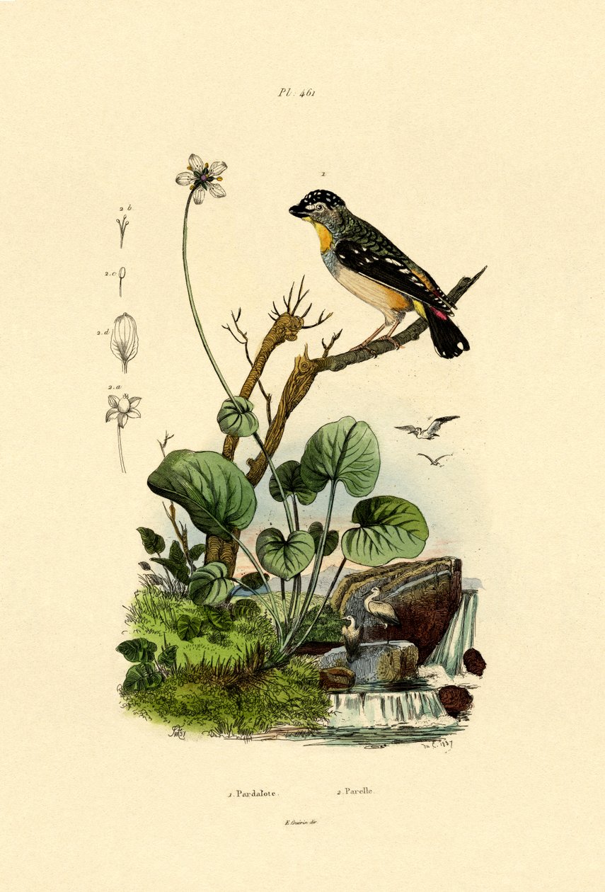 Spotted Pardalote, 1833-39 av French School