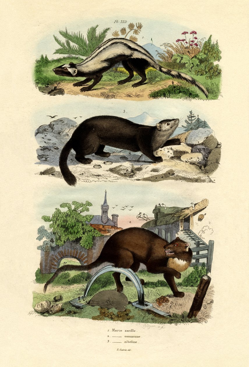 Stripet stangkatt, 1833-39 av French School