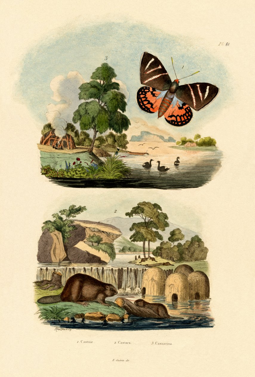 Sun Moth, 1833-39 av French School
