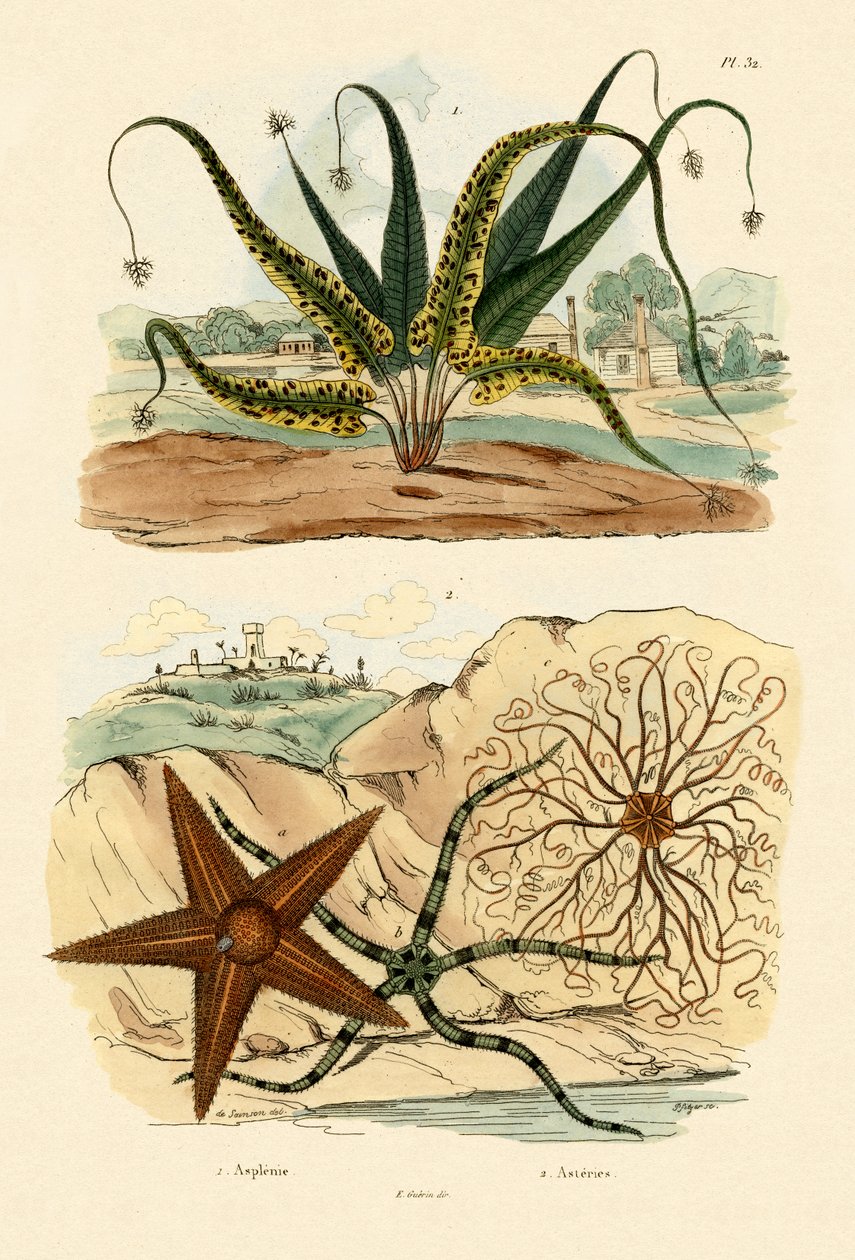 Sweet Fern, 1833-39 av French School