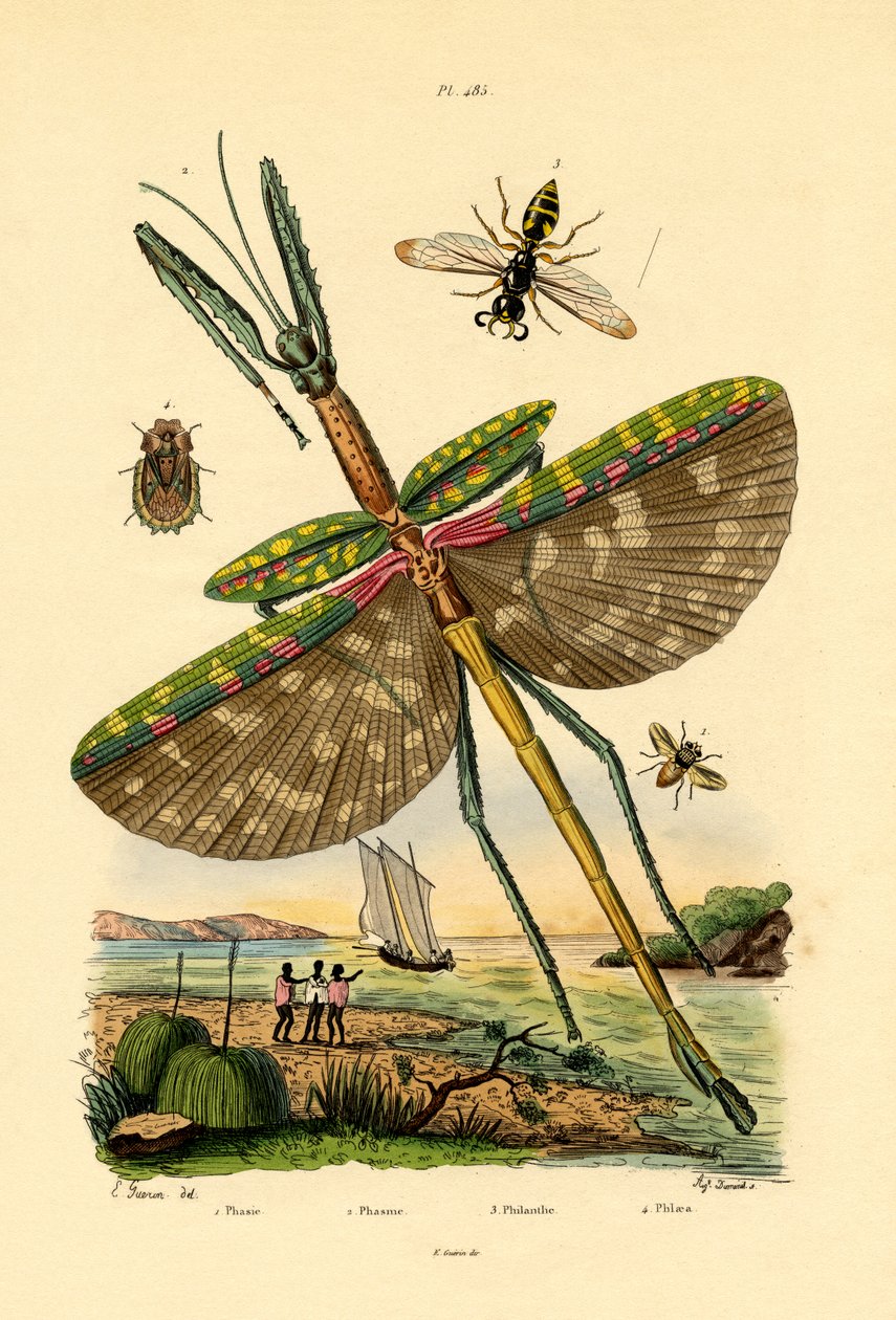 Tachinid-flue, 1833-39 av French School